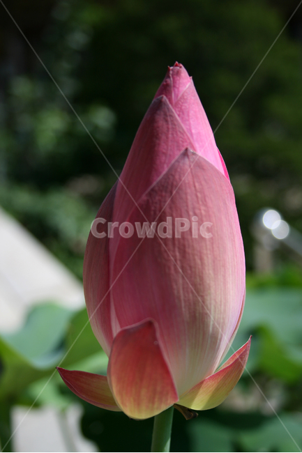 연꽃,식물,flower,plants,nature,꽃,봉원사,풍경,연잎,식물,자연,plants,nature,꽃,flower