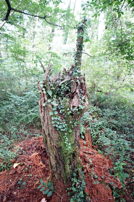 plant,식물,나무,생명력,담쟁이,소생,제주도,자연,나무,trees,wood