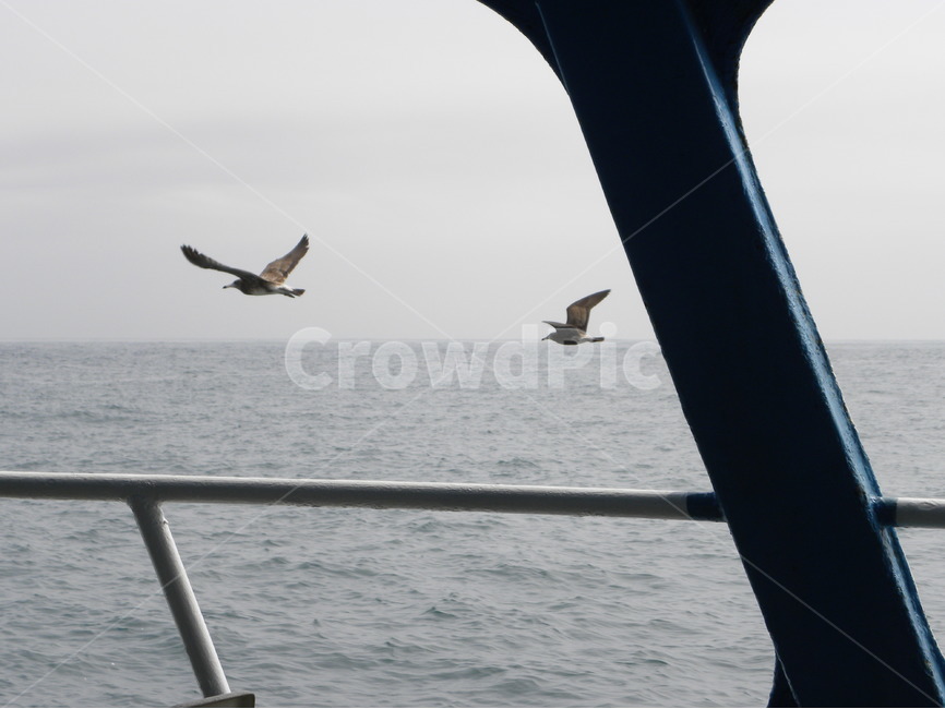 갈매기,바다,섬,바다풍경,유람선,seagull,sea,island,cruiseship,seapictures,동물,animal,조류,새,birds