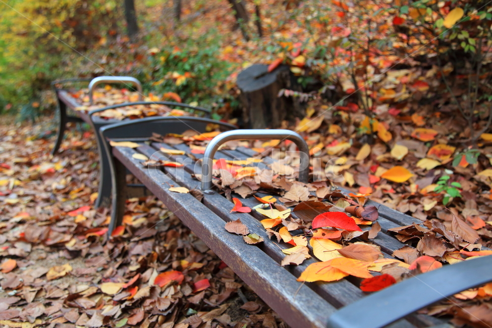 가을,단풍,풍경,늦가을,경치,낙엽,가을,계절,fall,autumn,season,leaf,잎,plant,식물
