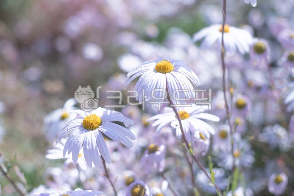 구절초,가을꽃,가을,꽃,flower