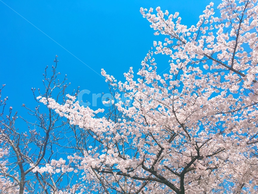 봄,벚꽃,벚꽃나무,꽃,화창,봄철,봄날,봄꽃