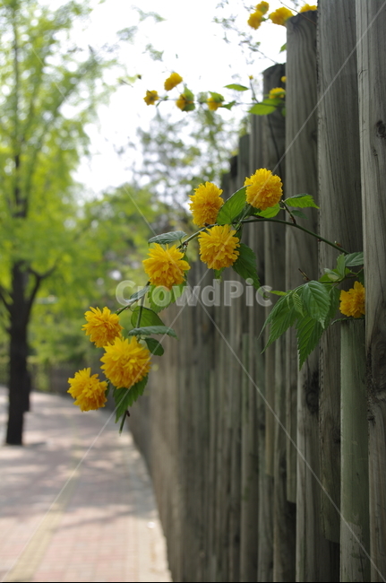 황매,꽃,flower,계절,봄,spring,식물,plant,자연,nature,식물,자연,plants,nature,꽃,flower