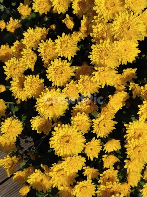 식물,국화,가을,노란색,꽃,식물,자연,plants,nature,꽃,flower