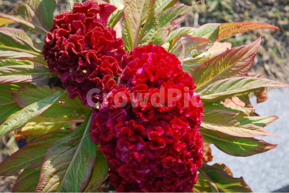 꽃,빨간색,자연,봄,화사한,식물,자연,plants,nature,꽃,flower