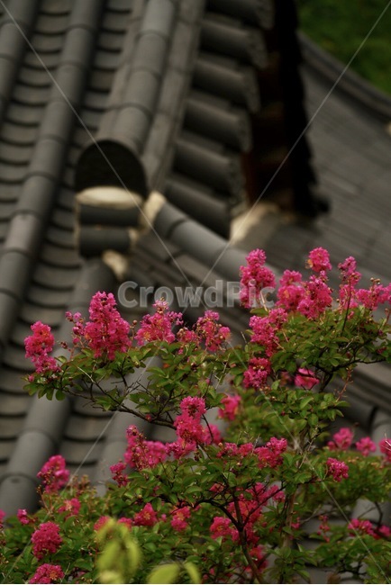 나무,꽃,식물,붉은색,tree,red,flower