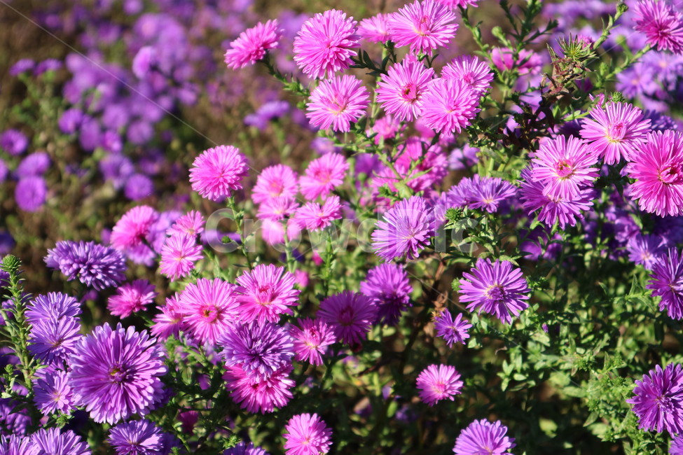 꽃,가을,꽃밭,보라색,flowers,fall,purple,pink,식물,자연,plants,nature,꽃,flower