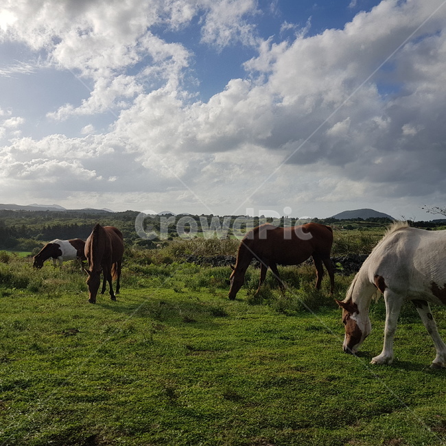 목초지,nature,방목,말,야생마,초원,낙원,풀,대자연,자연,들,field,grassland