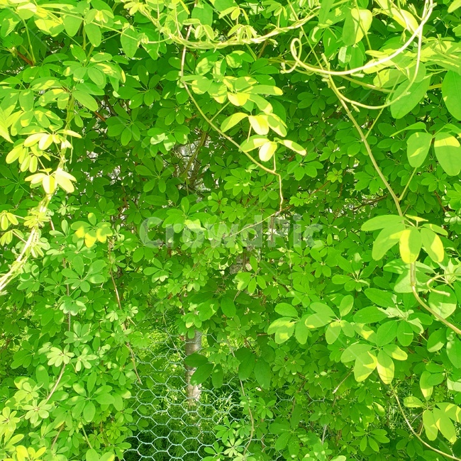 자연,초록색,연두색,풀잎,nature,green