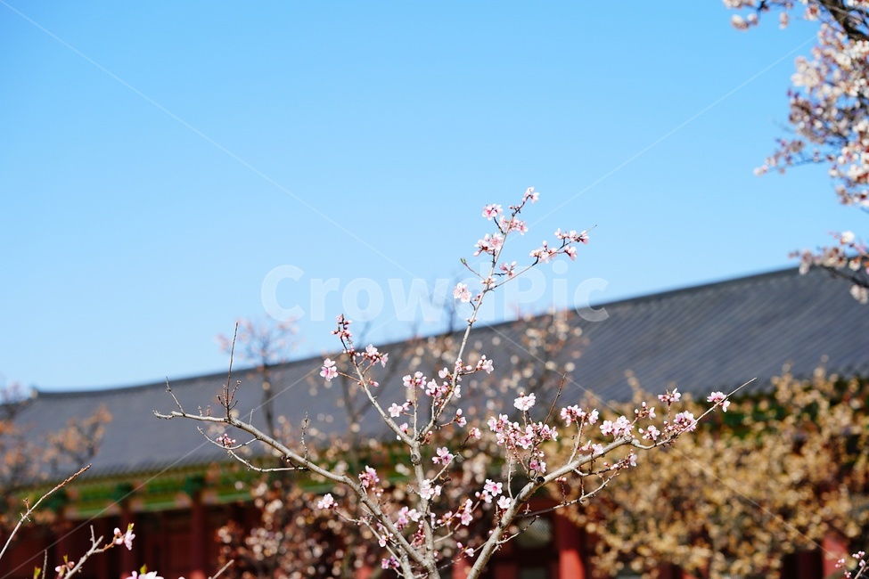 경복궁,매화,꽃,flower,palace,궁궐,건축물,architecture