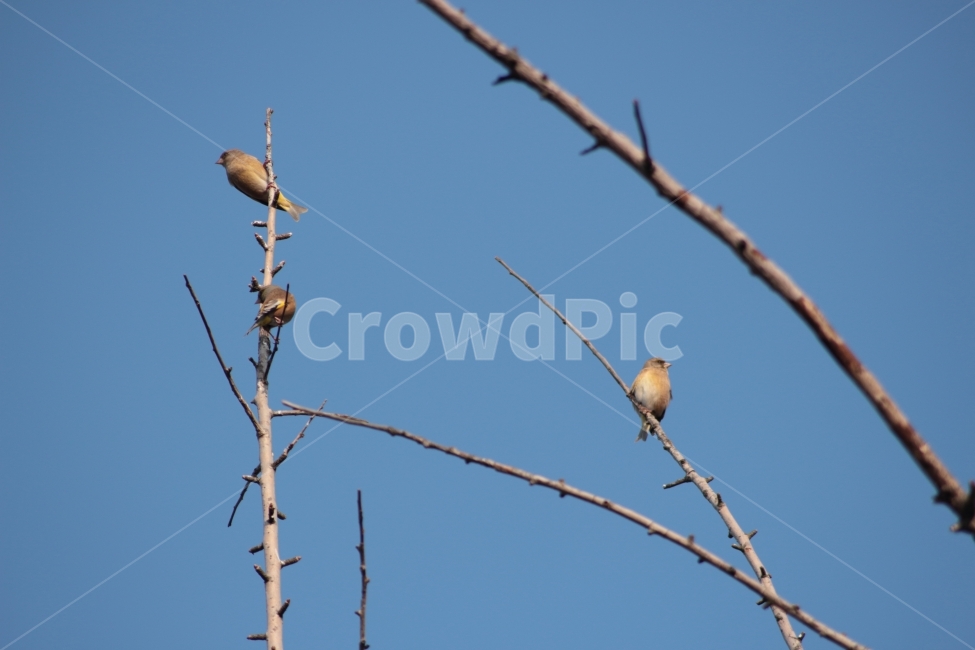 동물,새,조류,나뭇가지,나무,방울새,세마리,앉아있는,동물,animal,조류,새,birds