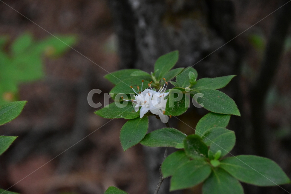 흰참꽃나무,야생화,생태,식물,자연,꽃,여름,힐링,플라워,계절,wildflower,flower,plants,nature,season,배경,목본,나무,감성,느낌,emotion,feeling,진달래과,진달래속,여름꽃,식물,자연,plants,nature,꽃,flower