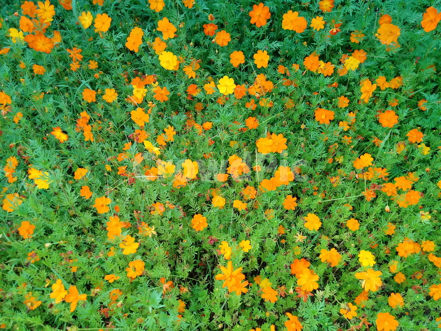 노랑코스모스,yellowcosmos,황금코스모스,식물,꽃,flower,plant,한해살이풀,식물,자연,plants,nature,꽃,flower
