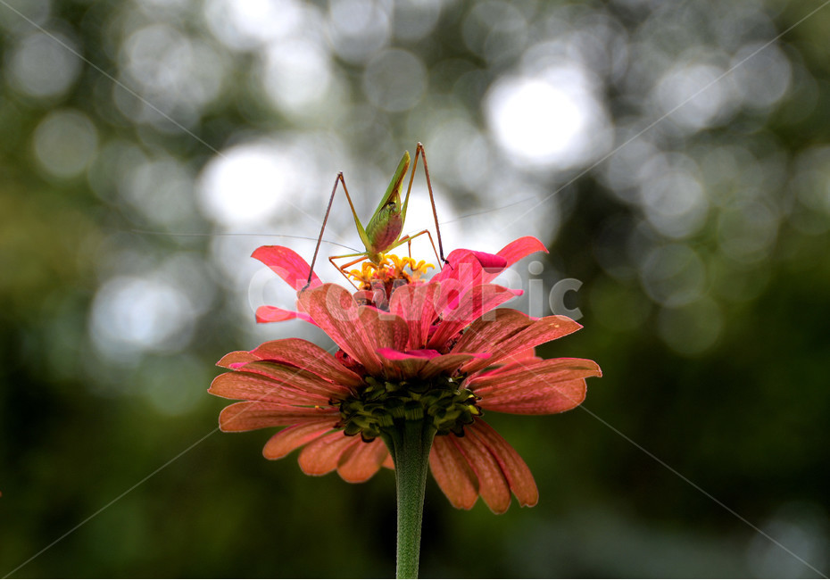 여치,꽃,자연,곤충,식물,아름다움,신비,오묘,꽃과곤충,식물,자연,plants,nature,꽃,flower,동물,animal,곤충,벌레,insect,bug