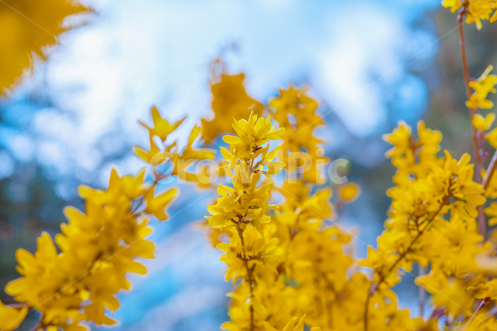 개나리,꽃,개나리꽃,봄,spring,봄,계절,spring,season,식물,자연,plants,nature,꽃,flower,plant,blossom