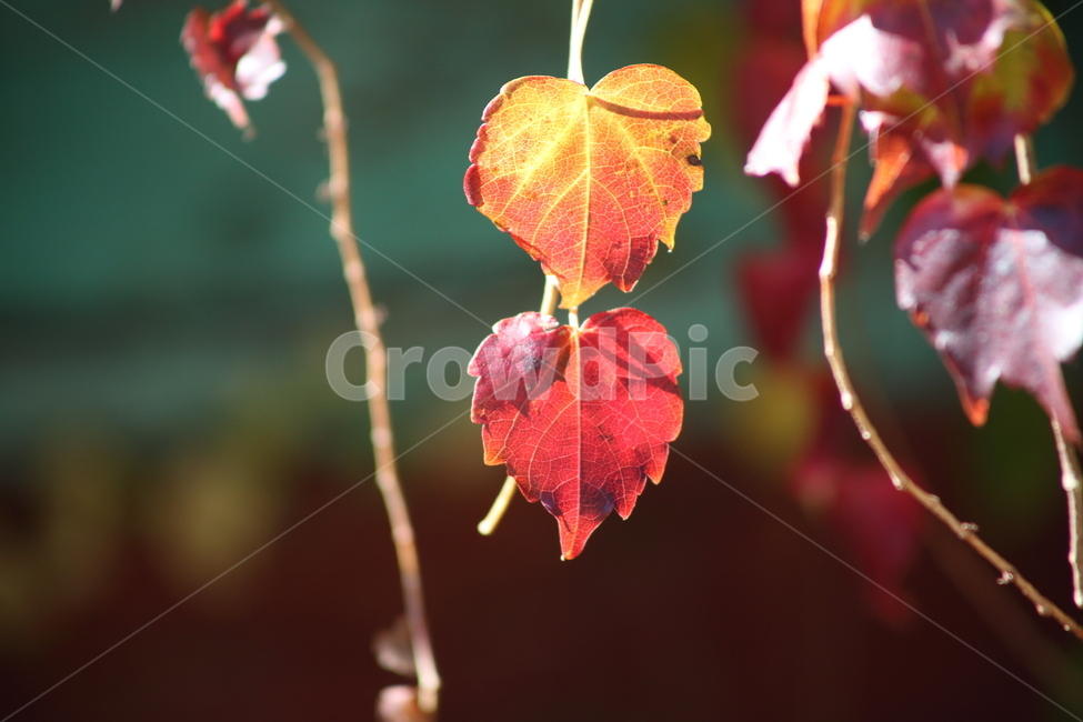 단풍,담쟁이,식물,가을,redleaves,Bostonivy,가을,계절,fall,autumn,season,식물,자연,plants,nature,leaf,잎,plant,veins,정맥