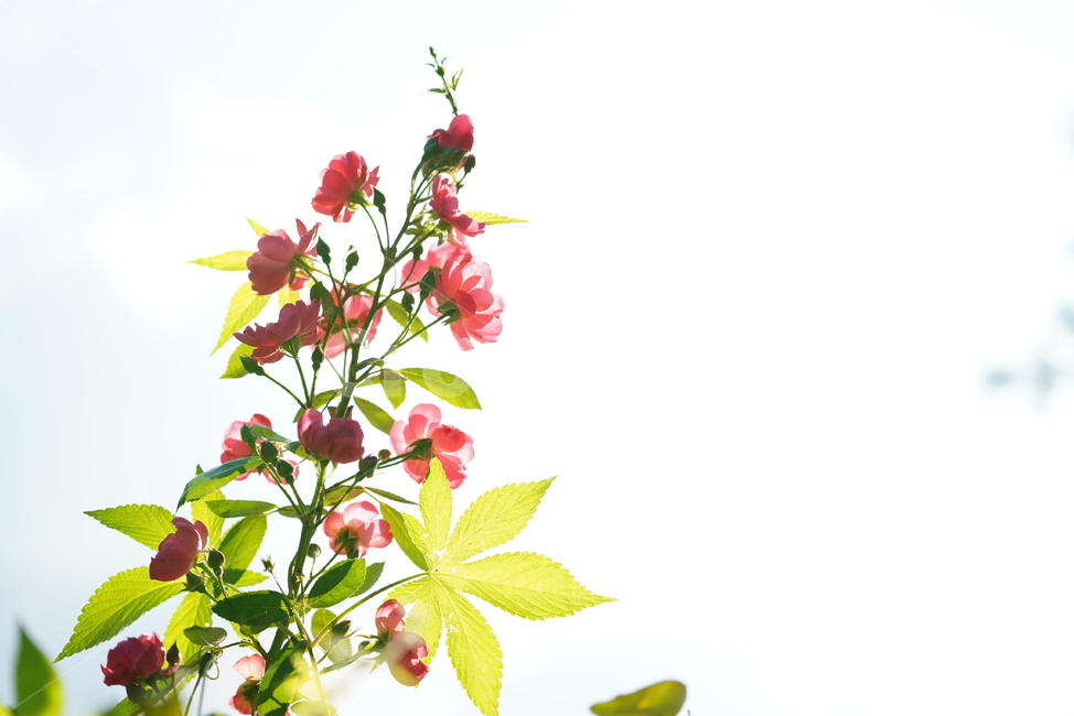 꽃,식물,생물,플라워,flower,plant,leaf,잎,식물,자연,plants,nature,꽃,flower