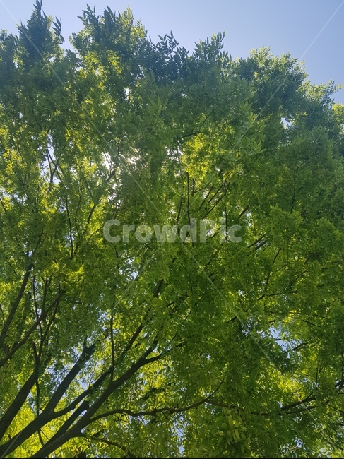 나무,나무풍경,하늘,초록,여름,green,tree