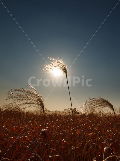	갈대,억새,하늘공원,가을,바람,파란,하늘,파란하늘,흔들리는,갈대밭,억새밭,겨울,자연,경치,풍경,생태계,높은,월드컵공원,연약한,질긴,들판,감성,감성사진,공원,서울,상암동,마포구,관광,여행,관광지,여행지,배경,해,태양,강렬한,거친,가을,계절,fall,autumn,season,식물,자연,plants,nature,grass,잔디,plant,lawn,reed,갈대