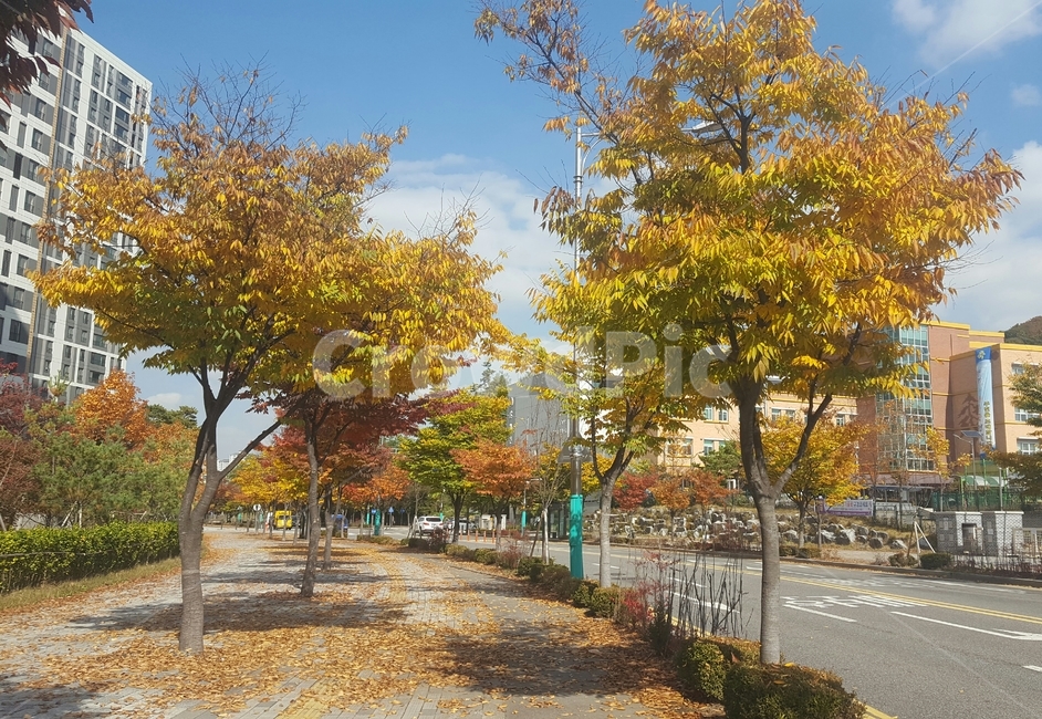 가을,단풍,낙엽,풍경,나무,가을,계절,fall,autumn,season,tree,plant,식물,path,통로