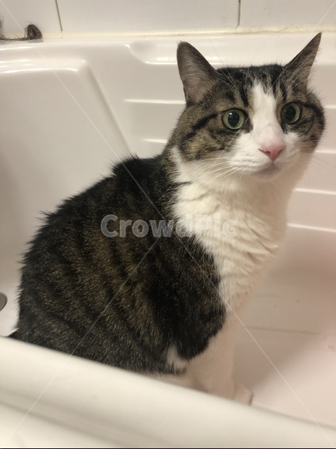 고양이,cat,koreancat,코숏,고양이목욕,동물,animal,포유류,mammal,고양이,cat,kitten,kitty
