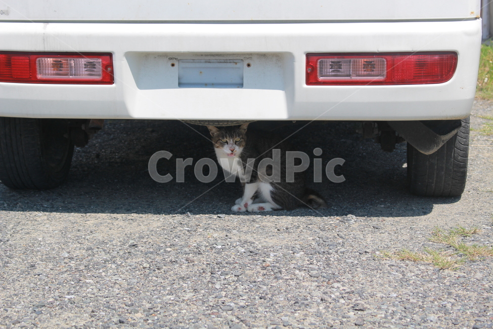 거리,고양이,동물,cat,애완동물,자동차,차밑고양이,동물,animal,포유류,mammal,고양이,cat,kitten,kitty