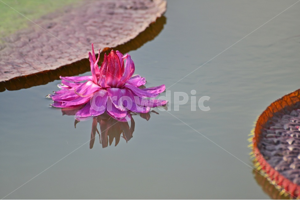 plant,식물,blossom,flower,연꽃,꽃,빅토리아연,빅토리아연꽃,식물,자연,plants,nature,꽃,flower