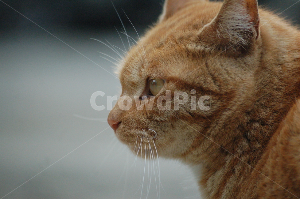동물,고양이,cat,길고양이,냥이,동물,animal,포유류,mammal,고양이,cat,kitten,kitty