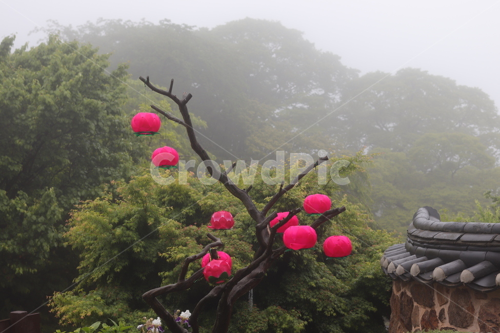 동양적인,사찰,안개,몽환적인,부처님오신날,석가탄신일,연등,종교,신앙,religion,belief,faith