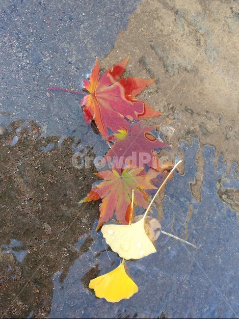 단풍,가을단풍,엽록소,가을,maple,leaf,잎,plant,식물