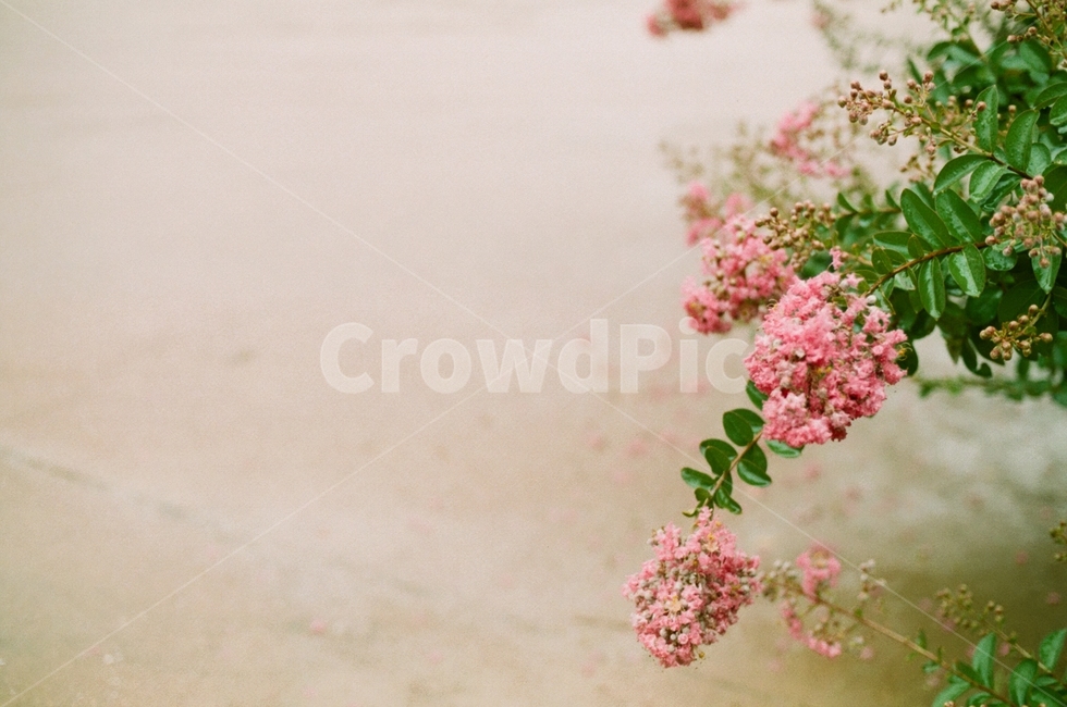꽃,식물,감성,분홍색,색상,색감,flower,색체,spring,봄,healing,감성사진,배경,배경화면,사랑,힐링,필름,자연,color,계절,nature,예쁜,아름다운,식물,자연,plants,nature,꽃,flower,감성,sensible,feeling