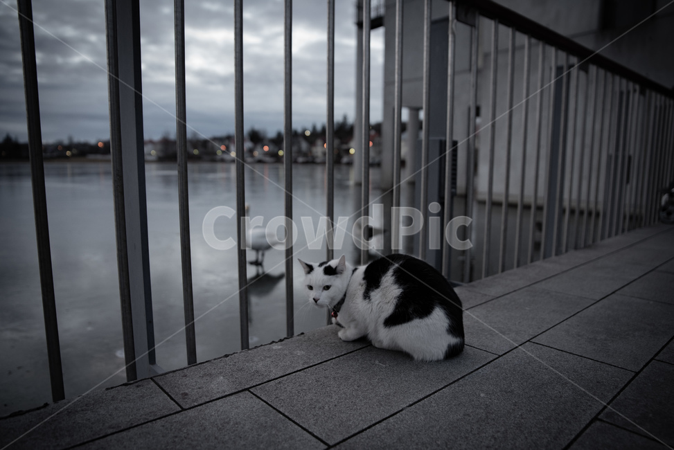 고양이,우울,검정,mood,고독,lonely,동물,animal,고양이,cat,kitten,kitty