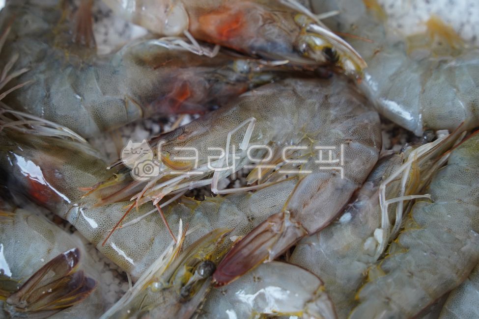 shrimp,prawn,white shrimp,raw,fresh,fresh,seafood,aquatic products,seafood