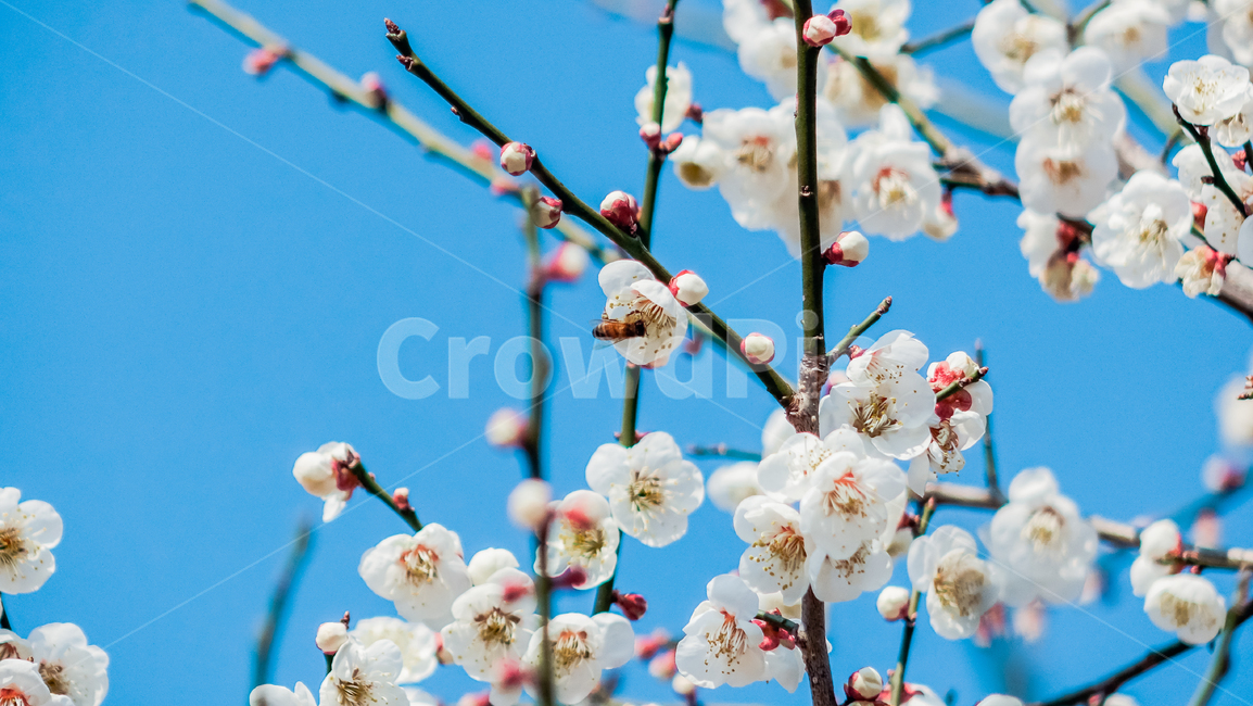 plant,식물,매화,매화꽃,꽃,꽃나무,매화나무,매화꽃나무,빛,봄,봄꽃,봄풍경,봄나무,매화축제,flower,blossom,nature,light,spring,식물,자연,plants,nature,꽃,flower
