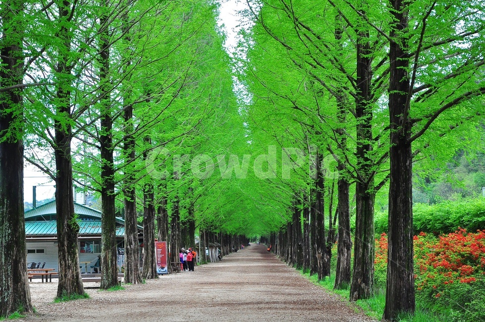 전남,담양,메타스콰이어길,연두색,절쭉,봄,outdoors,human,인간,person,사람,arbour,정자,tree,나무,풍경,자연,풍경,nature,landscape,한국자연풍경,한국자연경관,korea nature landscape,garden,정원,옥외,plant,식물