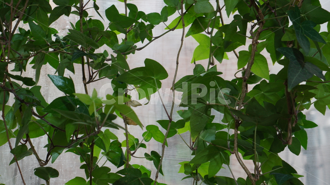 plant,식물,leaf,잎,decor