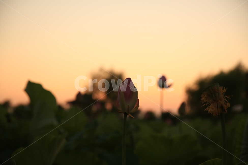 부산,삼락공원,노을,연꽃,꽃,정자,수련,자연,풍경,nature,landscape,식물,plants,꽃,flower,plant