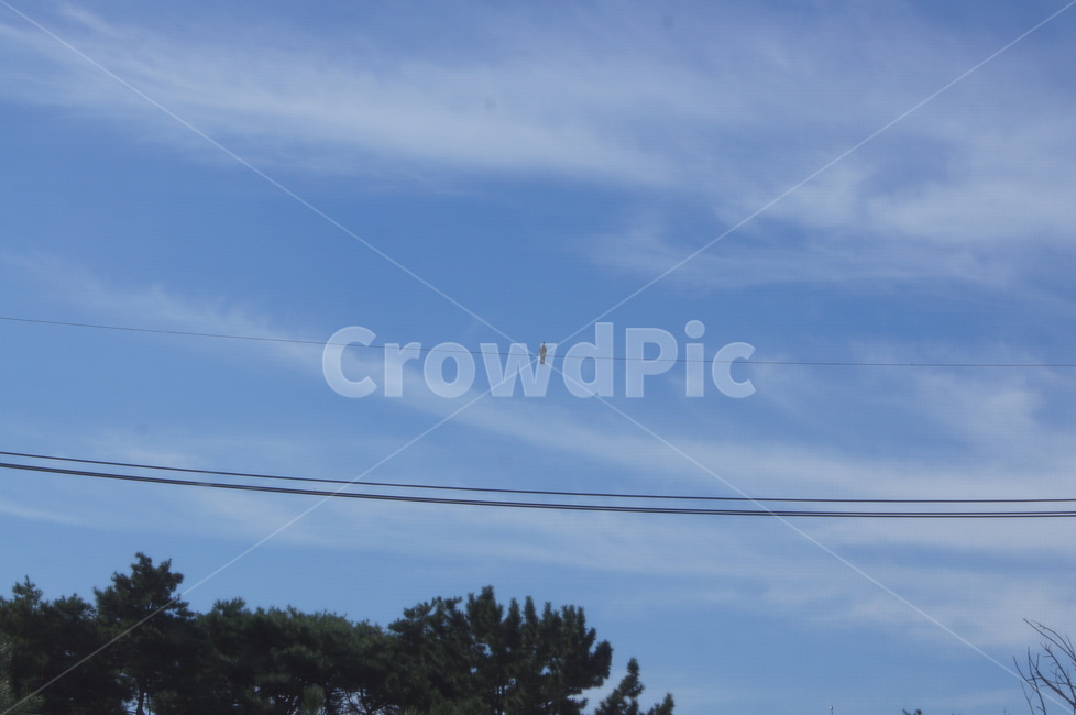 하늘,맑음,미세먼지,맑은하늘,clearsky,자연,청렴,파란색,구름,cloud,blue,새,bird,전선,wire