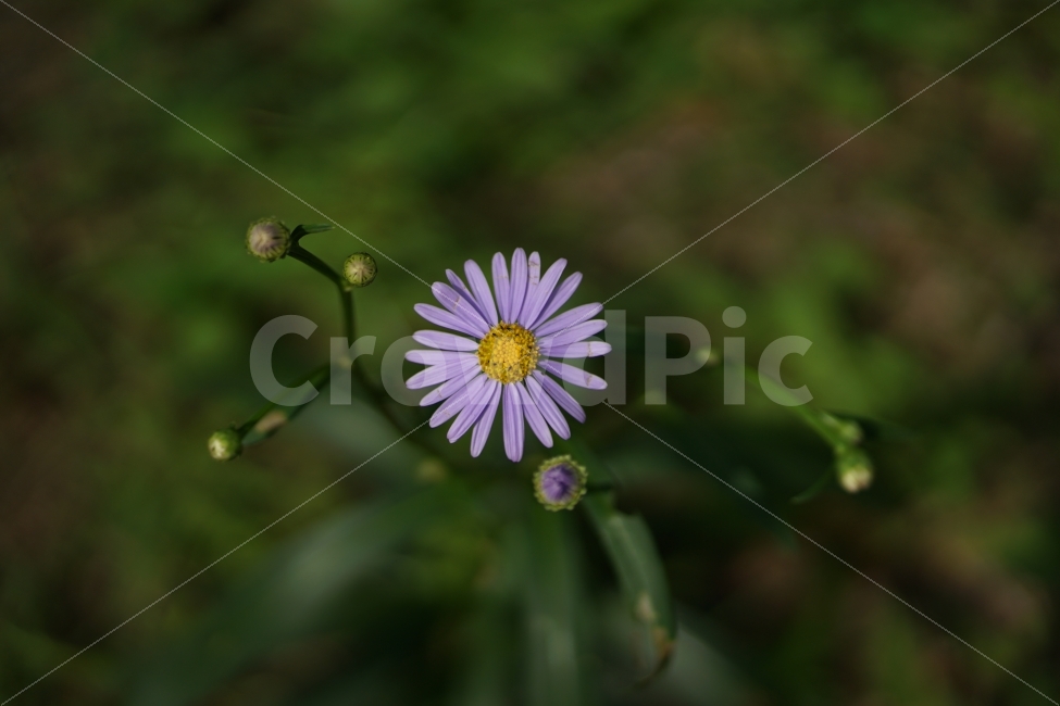 자연,꽃,데이지,풀,보라,식물,자연,plants,nature,꽃,flower
