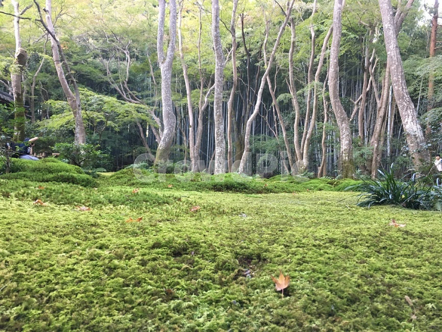 나무,tree,forest,식물,이끼