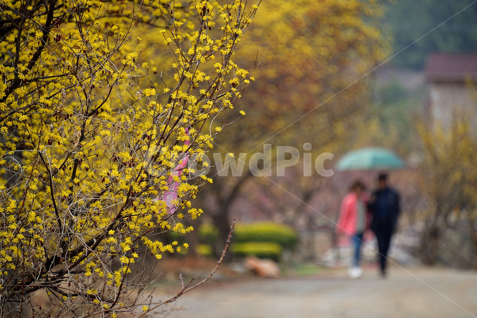산수유,산수유꽃,커플,사람,부부,여행,나들이,동행,연인,감성,봄,계절,spring,season,식물,자연,plants,nature,꽃,flower,tree,나무,plant