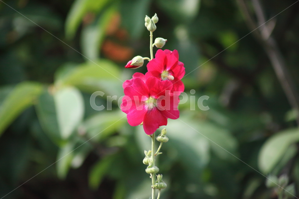 접시꽃,꽃,여름,촉규화,hollyhock