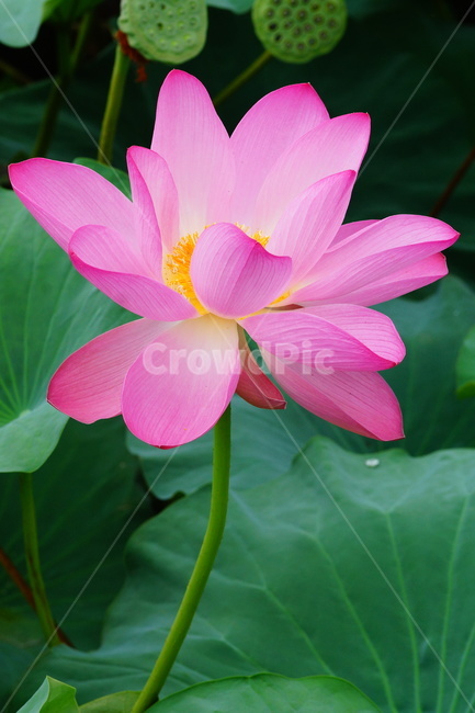 flower,plant,식물,blossom,pondlily,연꽃,연못백합,lily,꽃,식물,자연,plants,nature,꽃,flower
