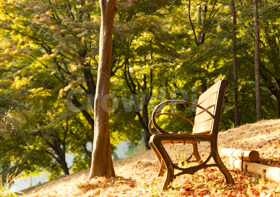 Chair,soil,mountain path,scenery,sun,mountain,fallen leaves,grass,emotional photo,dirt road,Korea,sky,landscape photo,bench,tree,photo,daily life,sunlight,emotion,light,DSLR,plant,daily,autumn,travel,photo shoot,walk,snap