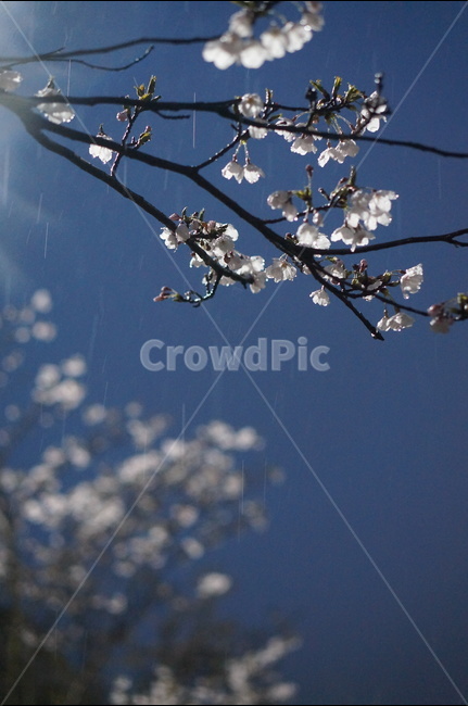 벗꽃,4월,야경,가로등,빛,흰색,봄,계절,spring,season,야경,밤,풍경,nightscape,night,landscape,식물,자연,plants,nature,꽃,flower,비,비오는날,rain,rainy,plant