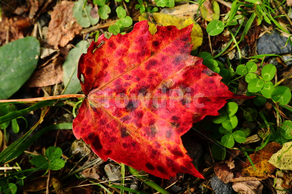 낙엽,가을,단풍,길,잎,나뭇잎,가을,계절,fall,autumn,season,식물,자연,plants,nature,leaf,plant,tree,나무