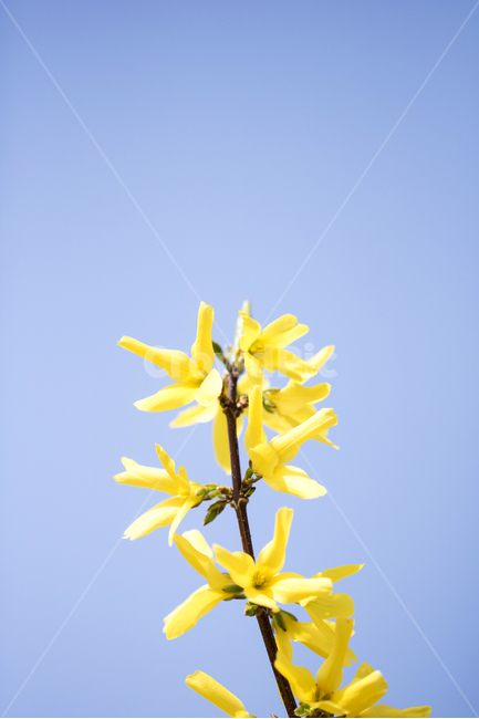 개나리,개나리꽃,꽃,봄꽃,축제,식물,잎,나뭇잎,나무,역광,꽃잎,접사,근접사진,봄,배경,백그라운드,도감,노란색,추희,봄,계절,spring,season,식물,자연,plants,nature,꽃,flower,plant