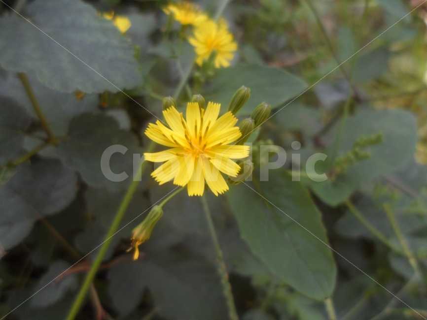 꽃,작은,노랑,완전,흔적,식물,자연,plants,nature,꽃,flower