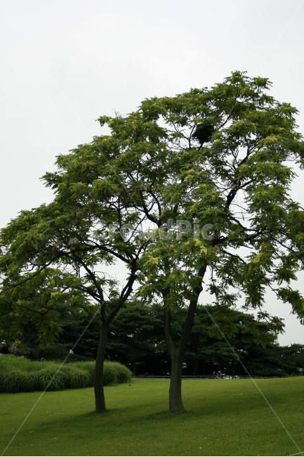 공원,나무,잔디,초록,힐링,여름,식물,자연,plants,nature,나무,trees,wood