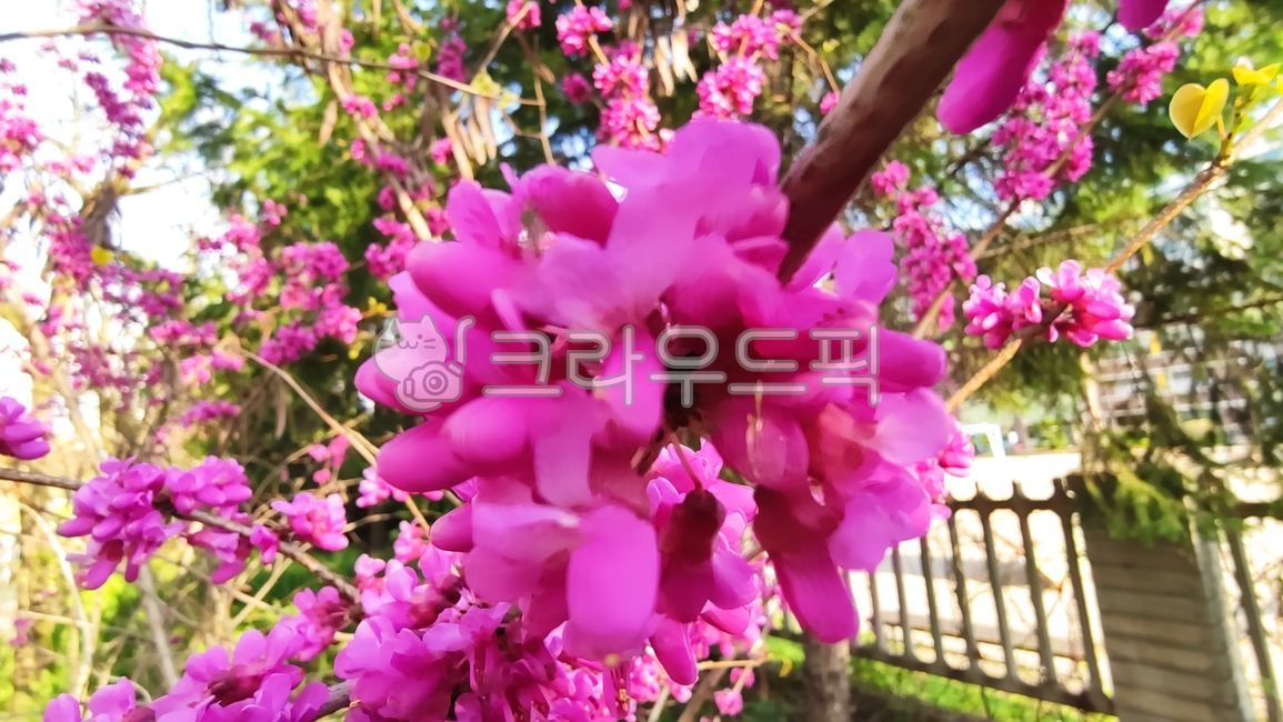 Park Taegi Flower,blossom,cercischinensis,Babtigi,rice bran flower tree,Park Taegi,flower,baptina tree,Paktaegi tree,flower bead tree,plant